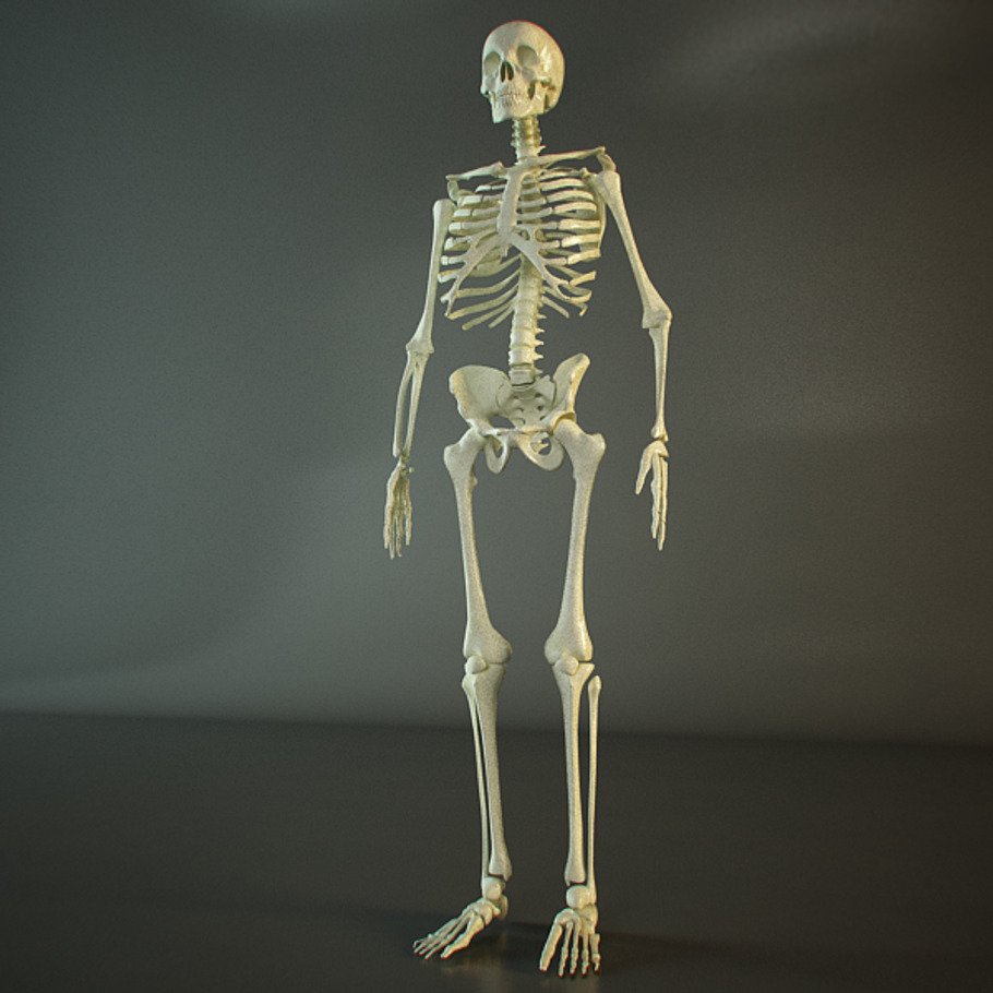 Realistic Skeleton in People - product preview 1