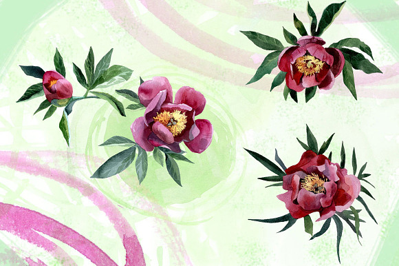 Watercolor flowers set - peony in Illustrations - product preview 1