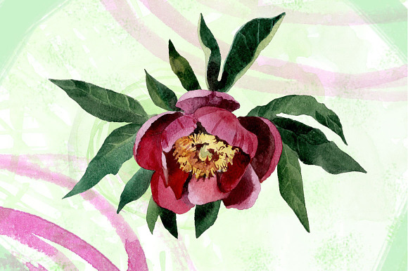 Watercolor flowers set - peony in Illustrations - product preview 2