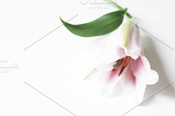 Fresh Floral Mockups | Styled Stock in Mockup Templates - product preview 2
