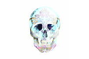 Watercolor Ornamental Skull