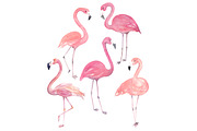 Watercolor Flamingo Set