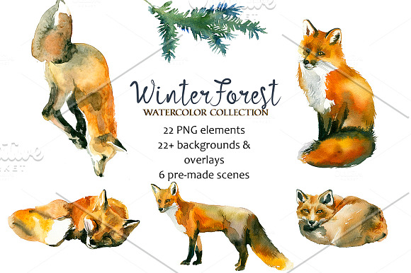 Forest Fir Trees Watercolor Clipart  in Illustrations - product preview 17