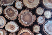 Stack of Wood Logs - Texture