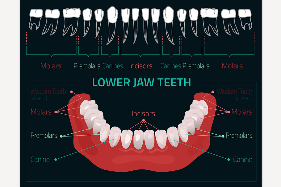 Teeth Vector Infographic in Illustrations - product preview 8