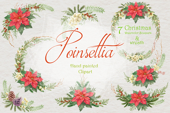 Christmas Star - Poinsettia in Illustrations - product preview 2