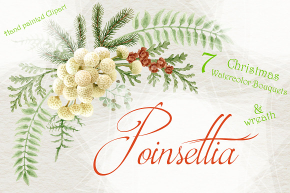 Christmas Star - Poinsettia in Illustrations - product preview 3