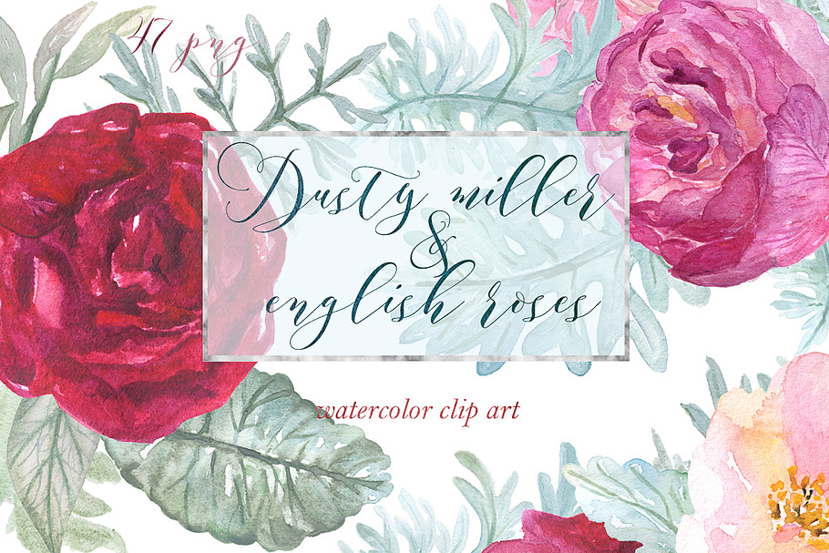 Dusty miller & english roses in Illustrations - product preview 8