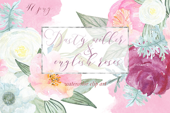 Dusty miller & english roses in Illustrations - product preview 1