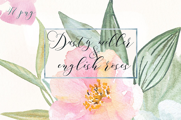 Dusty miller & english roses in Illustrations - product preview 2