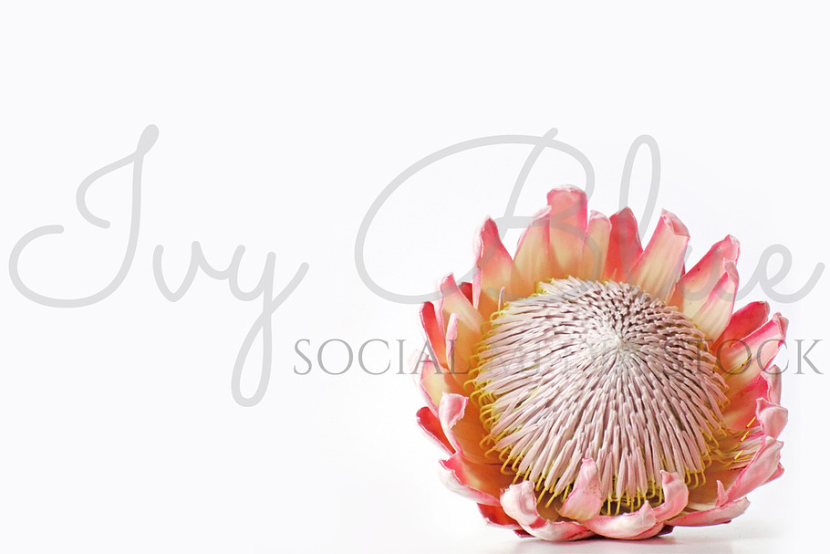 King Protea in Product Mockups - product preview 8