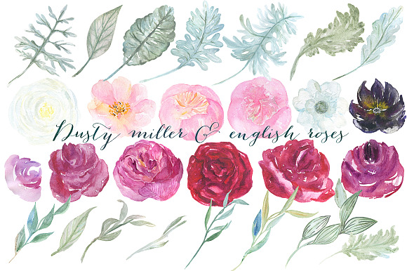 Dusty miller & english roses in Illustrations - product preview 4