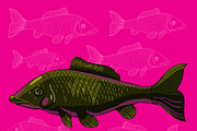 Koi fish in vector
