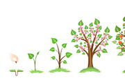 Apple tree growth cycle