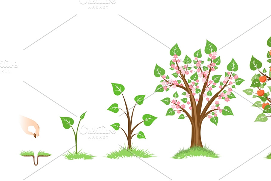 Apple tree growth cycle in Illustrations - product preview 8