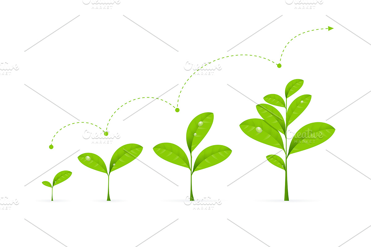 Phases Green Plant Growing.Vector in Illustrations - product preview 8