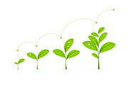 Phases Green Plant Growing.Vector