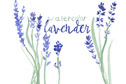 Watercolor Lavender Clip Art