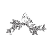 Cardinal bird, sketch, vector