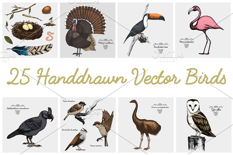 25 handdrawn vector realistic birds