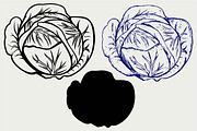Cabbage SVG