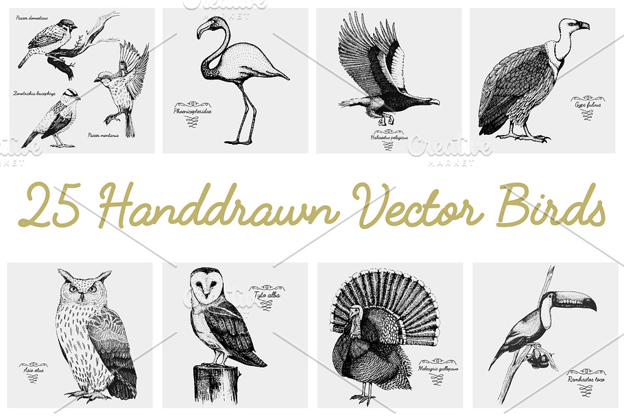 25 hand drawn vector realistic birds