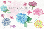 Watercolor Clip Art - Hydrangea