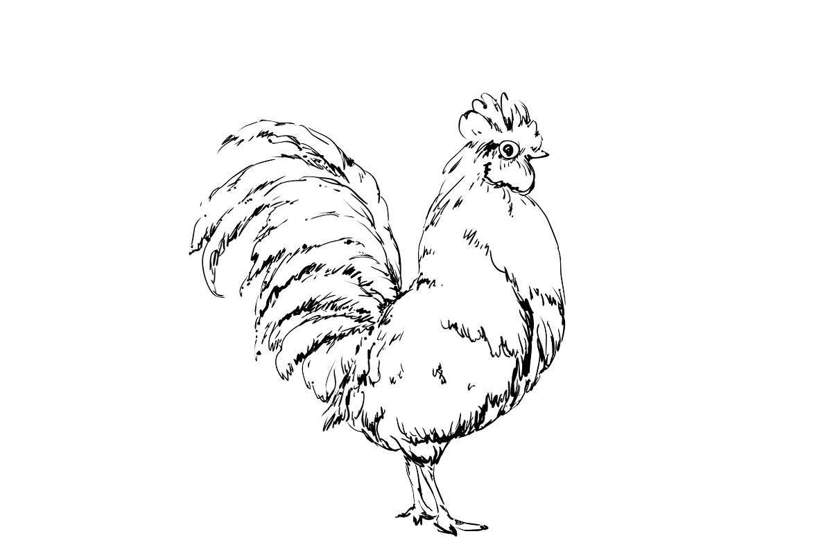 Cock sketch. New year symbol in Illustrations - product preview 8