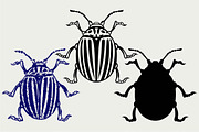 Colorado beetle SVG