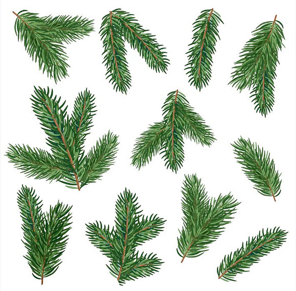 Fir tree branches vector set in Illustrations - product preview 2