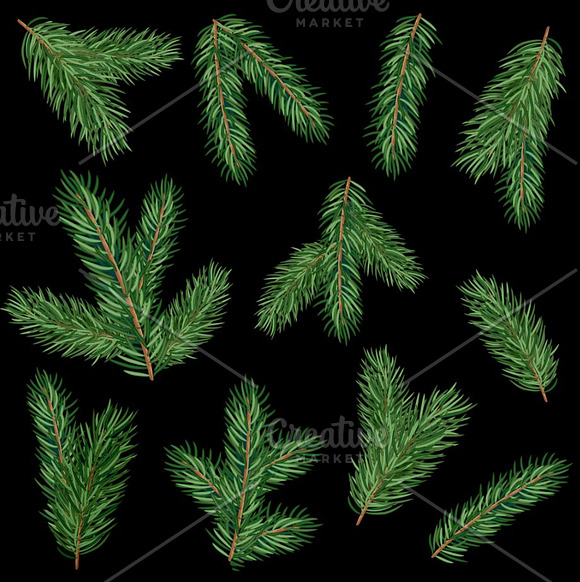 Fir tree branches vector set in Illustrations - product preview 3