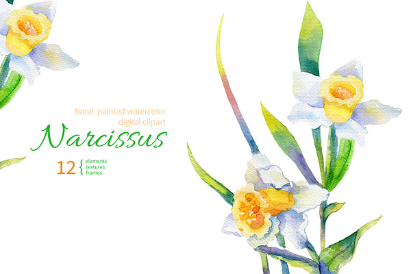 Watercolor Narcissus Set