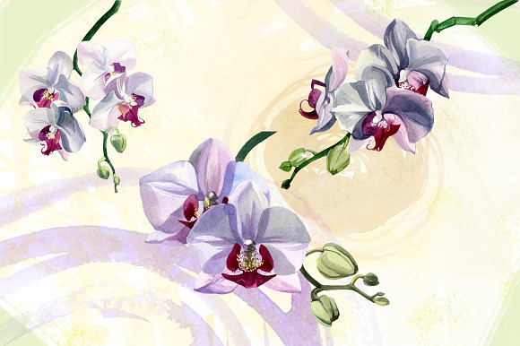 Watercolor flowers set - orchids in Illustrations - product preview 1