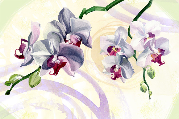 Watercolor flowers set - orchids in Illustrations - product preview 2