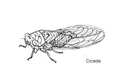 Drawing of cicada