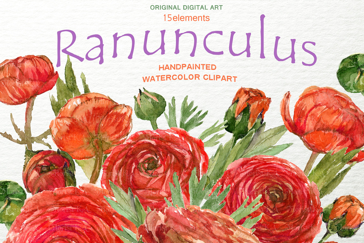 Ranunculus Clip Art Hand Drawn PNG in Objects - product preview 8