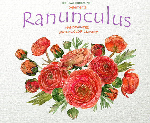 Ranunculus Clip Art Hand Drawn PNG in Objects - product preview 1