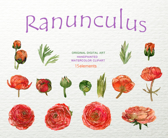 Ranunculus Clip Art Hand Drawn PNG in Objects - product preview 2