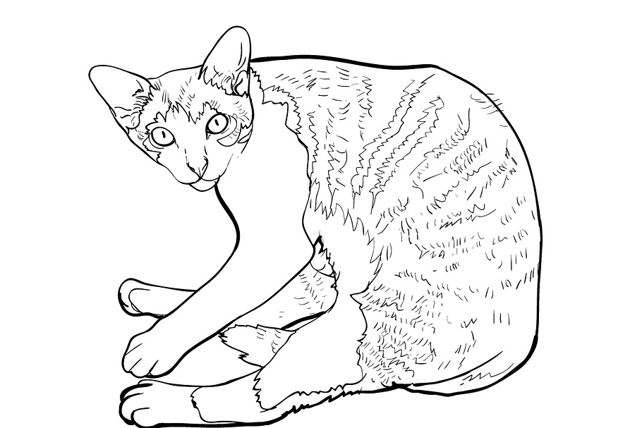 Laying down cat.vector illustration | Custom-Designed Illustrations