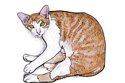 Laying down cat.vector illustration