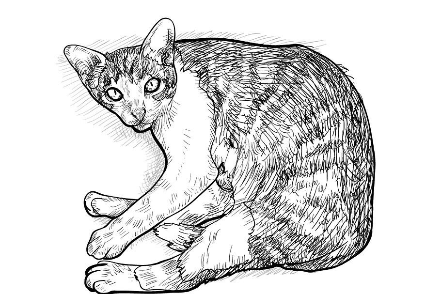 Laying down cat.vector illustration in Illustrations - product preview 8