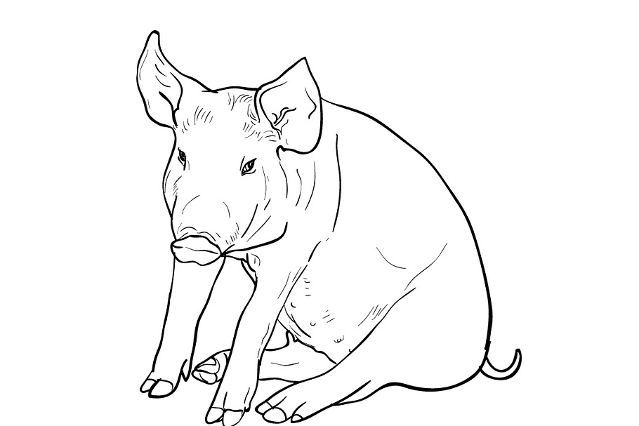 Drawing of pig in Illustrations - product preview 8