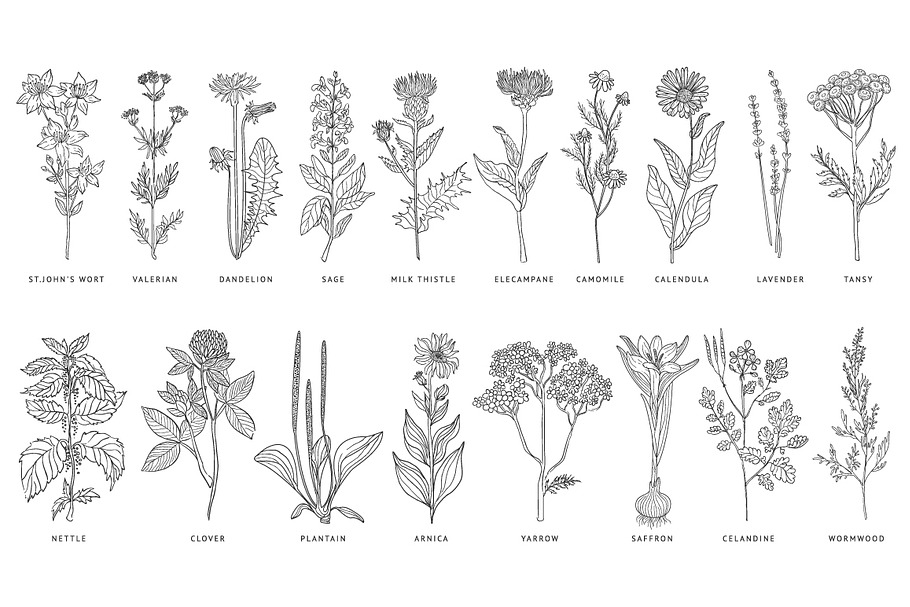 Medical Herbs Vector Set in Illustrations - product preview 8