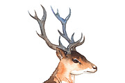 Watercolor deer's head with horns