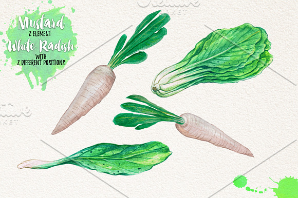 Watercolor Vegetables, Herbs, Green in Illustrations - product preview 2
