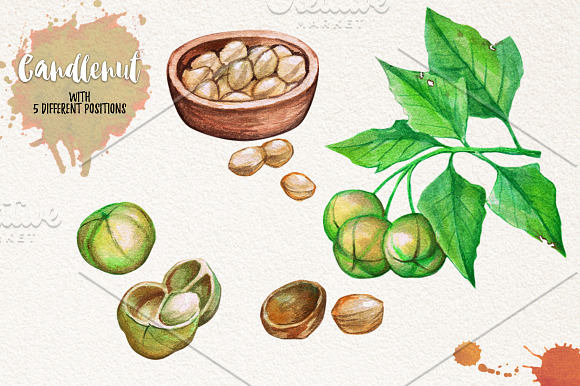 Watercolor Vegetables, Herbs, Green in Illustrations - product preview 9