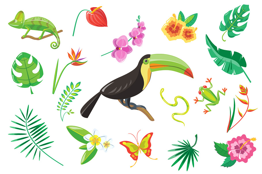 Tropical plants and animals in Illustrations - product preview 8