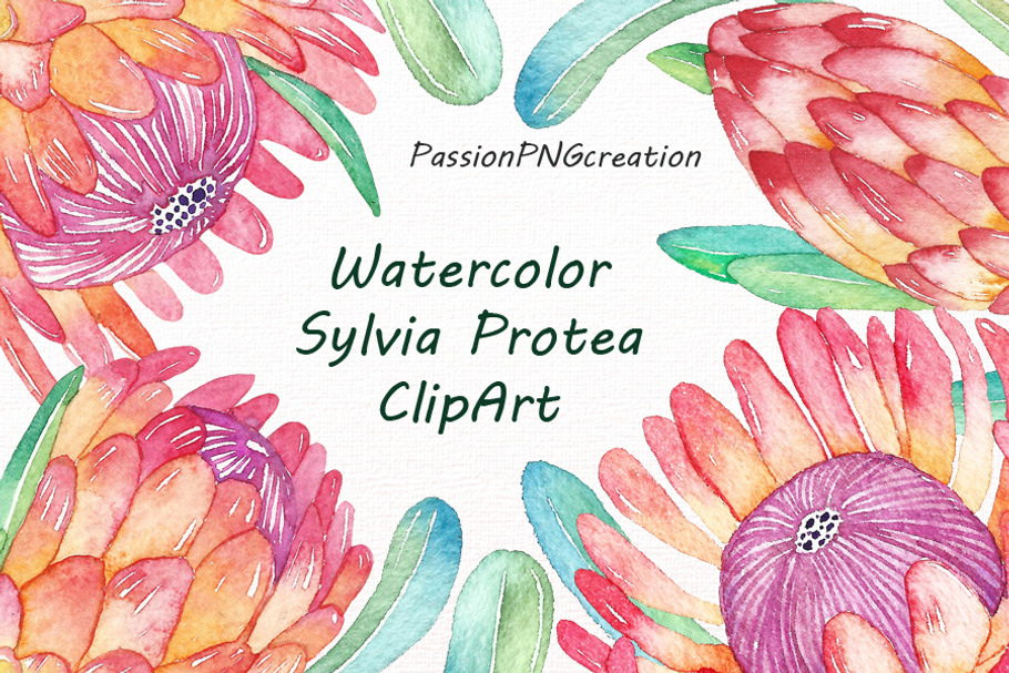Watercolor Sylvia Protea Clipart
