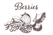 Hand drawn vectorized berries