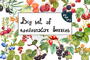 Set of 15 watercolor berries